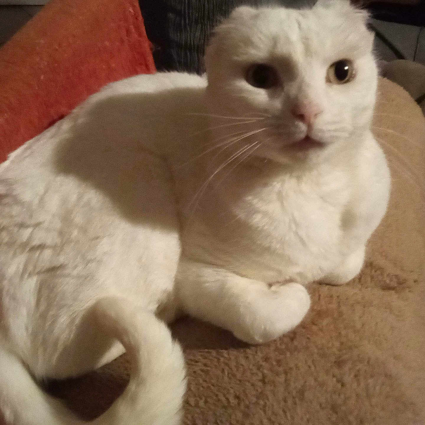 Flocon participe au concours pour gagner de l'argent avec cette photo : animal, blanket, cat, couch, cozy, curious, cute, domestic_animal, feline, fur, furniture, home, indoor, looking, pet, relaxed, resting, tail, whiskers, white_cat