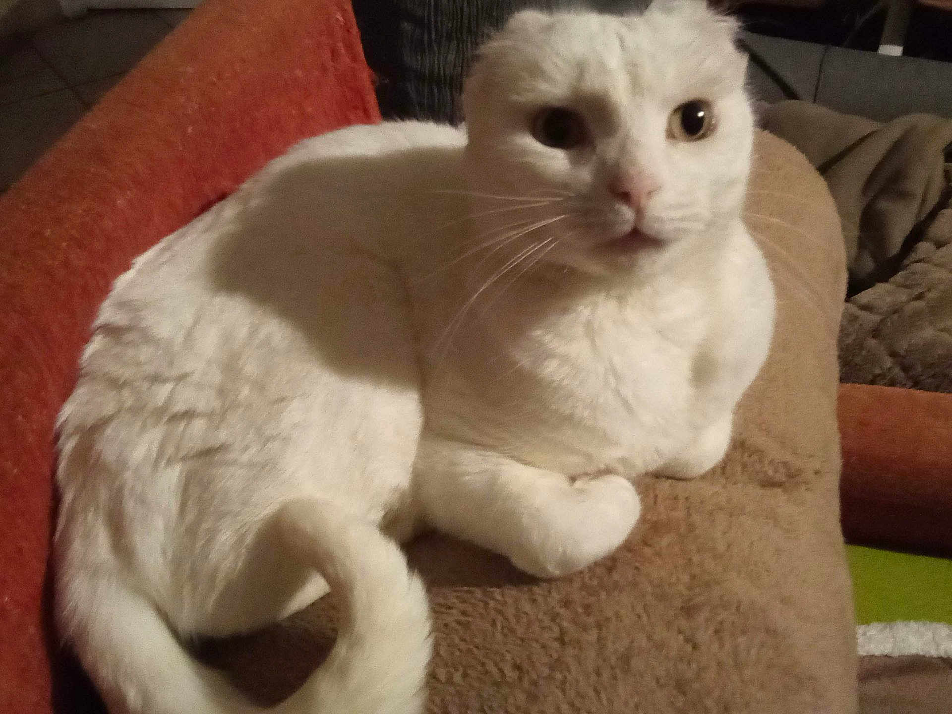 Flocon participe au concours pour gagner de l'argent avec cette photo : cat, white_cat, pet, feline, animal, indoor, cozy, blanket, couch, fur, whiskers, tail, relaxed, cute, domestic_animal, looking, resting, home, curious, furniture