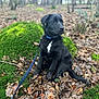 dog, puppy, black_dog, white_patch, collar, leash, forest, moss, leaves, outdoor, nature, sitting, animal, young_dog, canine, woods, brown_leaves, green_moss, pet, curious