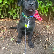 Badger joined the competition — help win amazing prizes! puppy, dog, black_dog, collar, leash, bow, outdoor, garden, plants, greenery, soil, pet, animal, cute, young_dog, sitting, curious, nature, canine, domestic_animal