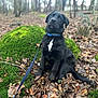 Badger joined the competition — help win amazing prizes! dog, puppy, black_dog, leash, forest, moss, leaves, outdoor, nature, animal, sitting, young_dog, curious, pet, collar, ground, woods, daylight, canine, fur