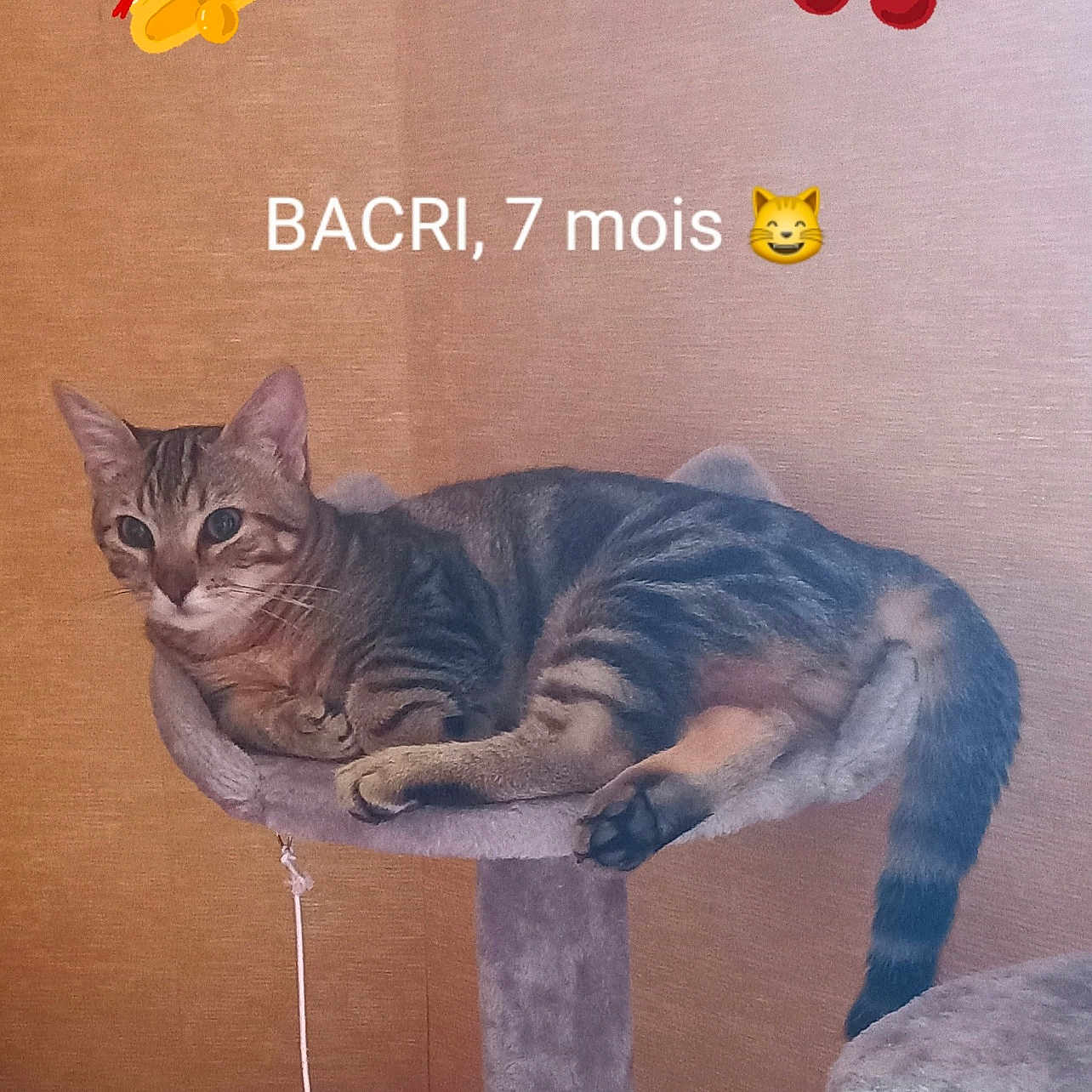Bacri participe au concours pour gagner de l'argent avec cette photo : abyssinian, accessories, animal, art, cat, earring, envelope, food, fruit, graphics, greetingcard, jewelry, kitten, mail, manx, pattern, pet, plant, produce, slate
