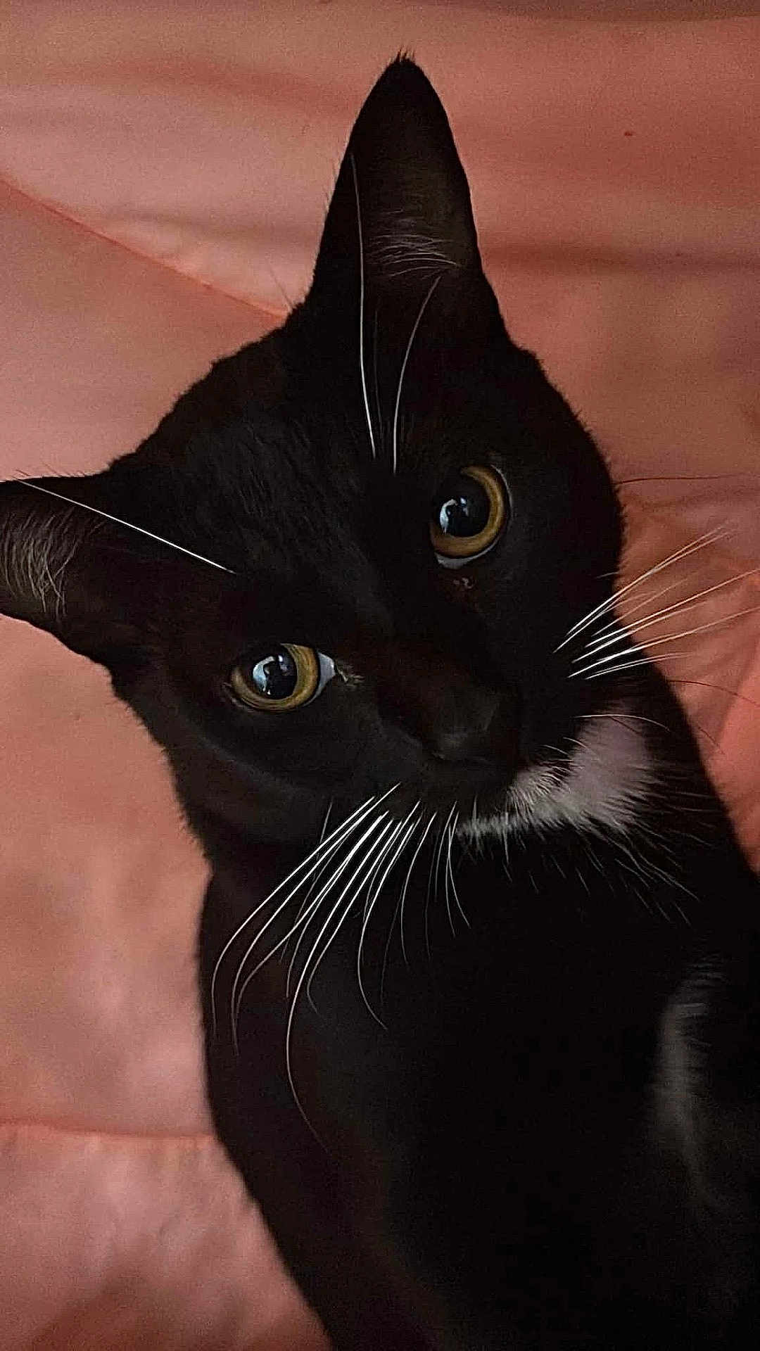 Jefe Chaplin joined the competition — help win amazing prizes! cat, black_cat, whiskers, yellow_eyes, pet, feline, close_up, portrait, animal, indoor, cute, curious, soft_background, pink_background, domestic_cat, fur, face, whisker, eye, pet_animal