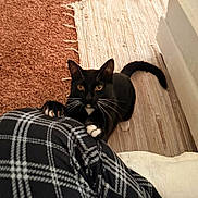 Jefe Chaplin is registered to the contest to win money with this photo: cat, tuxedo_cat, pet, indoor, curious, claws, plaid, pants, rug, sofa, yellow_eyes, whiskers, black_fur, white_paws, tail, floor, texture, comfort, home, domestic
