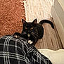 cat, tuxedo_cat, pet, indoor, curious, claws, plaid, pants, rug, sofa, yellow_eyes, whiskers, black_fur, white_paws, tail, floor, texture, comfort, home, domestic
