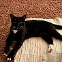 Jefe Chaplin is registered to the contest to win money with this photo: cat, black_cat, tuxedo_cat, pet, animal, feline, whiskers, paws, fur, indoor, carpet, rug, relaxed, lying_down, stretching, domestic_animal, cute, eyes, tail, mammal