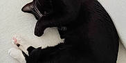 Jefe Chaplin joined the competition — help win amazing prizes! cat, black_cat, white_paws, sleeping, curled_up, couch, indoor, pet, feline, cozy, resting, whiskers, paw, fur, domestic_animal, relaxed, cute, animal, home, nap