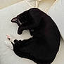 cat, black_cat, white_paws, sleeping, curled_up, couch, indoor, pet, feline, cozy, resting, whiskers, paw, fur, domestic_animal, relaxed, cute, animal, home, nap