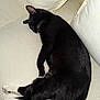 Jefe Chaplin is registered to the contest to win money with this photo: cat, tuxedo_cat, sleeping, couch, indoor, pet, resting, white_paws, black_fur, whiskers, cozy, furniture, domestic_cat, relaxation, animal, cute, nap, household, soft, comfortable