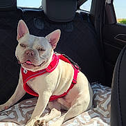 Leroy Eros a rejoint le concours — aidez-le/la à gagner de superbes lots ! dog, french_bulldog, white_dog, red_harness, car_interior, backseat, blanket, bone_pattern, sunlight, pet, happy, sitting, canine, animal, smiling, domestic_animal, vehicle, window, leather_seat, daylight