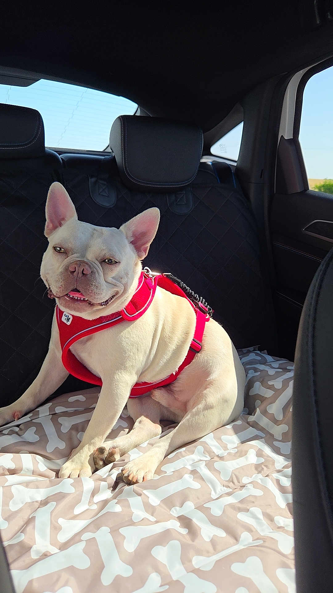 Leroy Eros a rejoint le concours — aidez-le/la à gagner de superbes lots ! dog, french_bulldog, white_dog, red_harness, car_interior, backseat, blanket, bone_pattern, sunlight, pet, happy, sitting, canine, animal, smiling, domestic_animal, vehicle, window, leather_seat, daylight