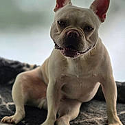 Leroy participe au concours pour gagner de l'argent avec cette photo : dog, pet, animal, canine, ears, sitting, fur, face, paw, snout, indoor, blanket, relaxed, looking, closeup, cute, mammal, companion, friendly, portrait
