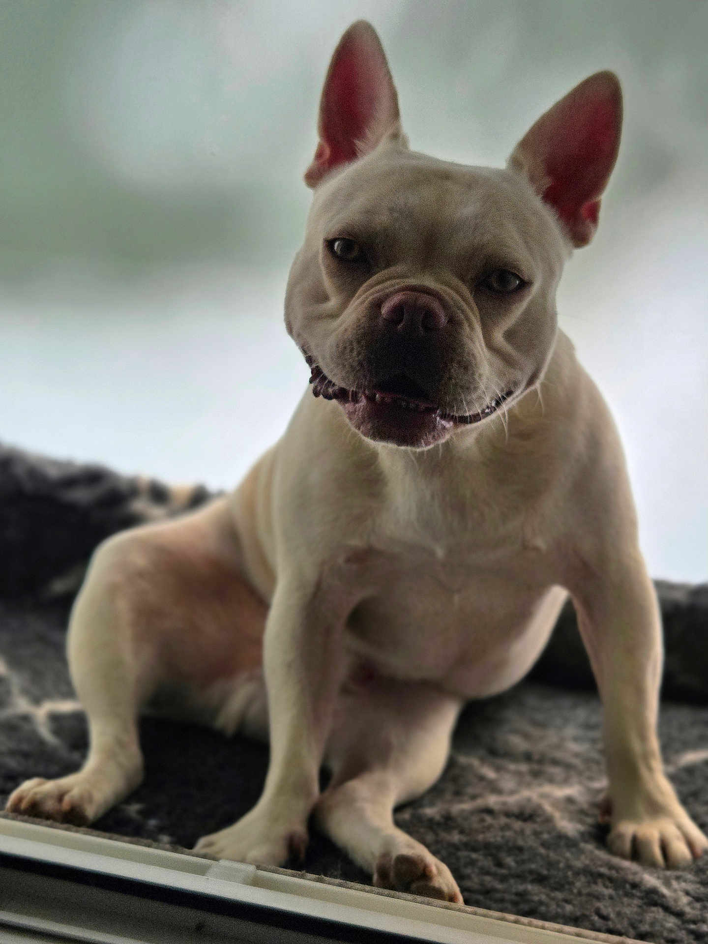 Leroy participe au concours pour gagner de l'argent avec cette photo : dog, pet, animal, canine, ears, sitting, fur, face, paw, snout, indoor, blanket, relaxed, looking, closeup, cute, mammal, companion, friendly, portrait