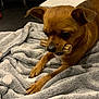 animal, blanket, brown_dog, chew_stick, companion, cozy, cute, dog, domestic, ears, floor, fur, gray_blanket, indoor, lying_down, nose, paws, pet, resting, small_dog