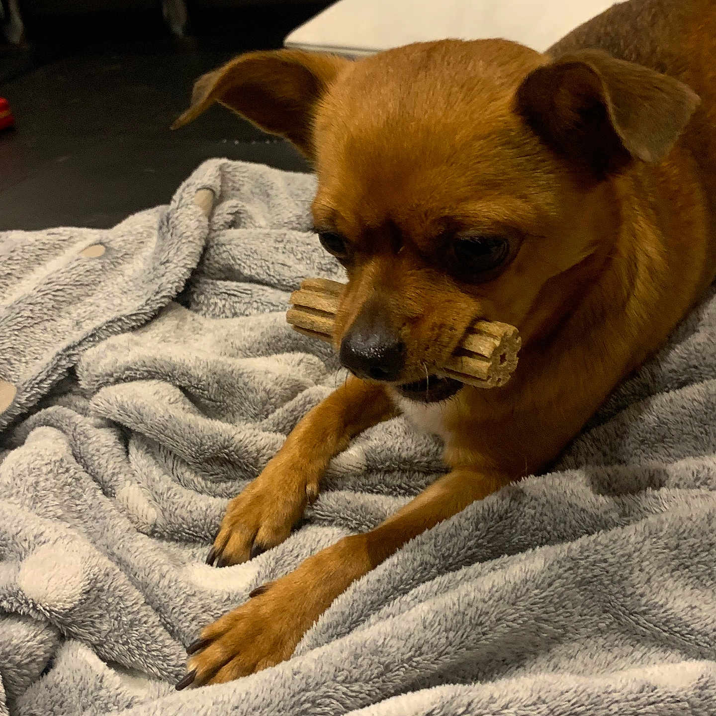 Noisette a rejoint le concours — aidez-le/la à gagner de superbes lots ! animal, blanket, brown_dog, chew_stick, companion, cozy, cute, dog, domestic, ears, floor, fur, gray_blanket, indoor, lying_down, nose, paws, pet, resting, small_dog