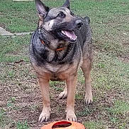 Iris joined the competition — help win amazing prizes! canidae, carnivore, dog, dog_breed, east_european_shepherd, german_shepherd_dog, herding_dog, king_shepherd, kunming_wolfdog, mammal, norwegian_elkhound, old_german_shepherd_dog, police_dog, shiloh_shepherd_dog, snout, vertebrate, wolfdog, working_dog