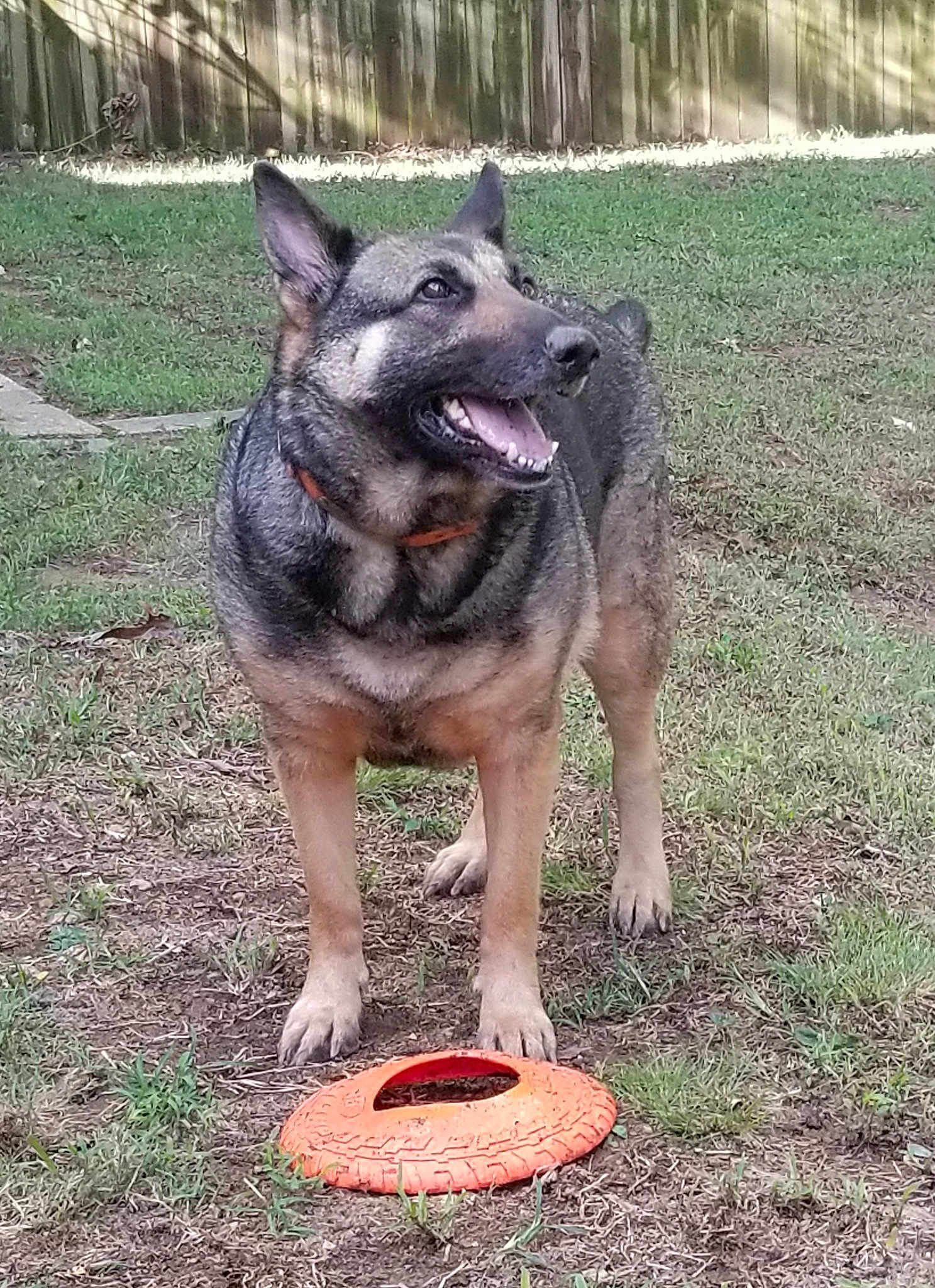 Iris joined the competition — help win amazing prizes! canidae, carnivore, dog, dog_breed, east_european_shepherd, german_shepherd_dog, herding_dog, king_shepherd, kunming_wolfdog, mammal, norwegian_elkhound, old_german_shepherd_dog, police_dog, shiloh_shepherd_dog, snout, vertebrate, wolfdog, working_dog