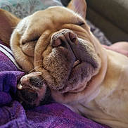 Coco joined the competition — help win amazing prizes! dog, french_bulldog, sleeping, close_up, paw, blanket, purple, wrinkles, cute, pet, animal, indoor, relaxed, snout, ears, fur, napping, cozy, face, tongue