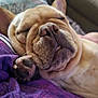 dog, french_bulldog, sleeping, close_up, paw, blanket, purple, wrinkles, cute, pet, animal, indoor, relaxed, snout, ears, fur, napping, cozy, face, tongue