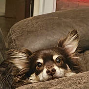Teddy joined the competition — help win amazing prizes! dog, pet, indoor, couch, fur, ears, brown, relaxed, closeup, face, animal, home, cozy, looking, furniture, snout, expression, soft_light, background, resting