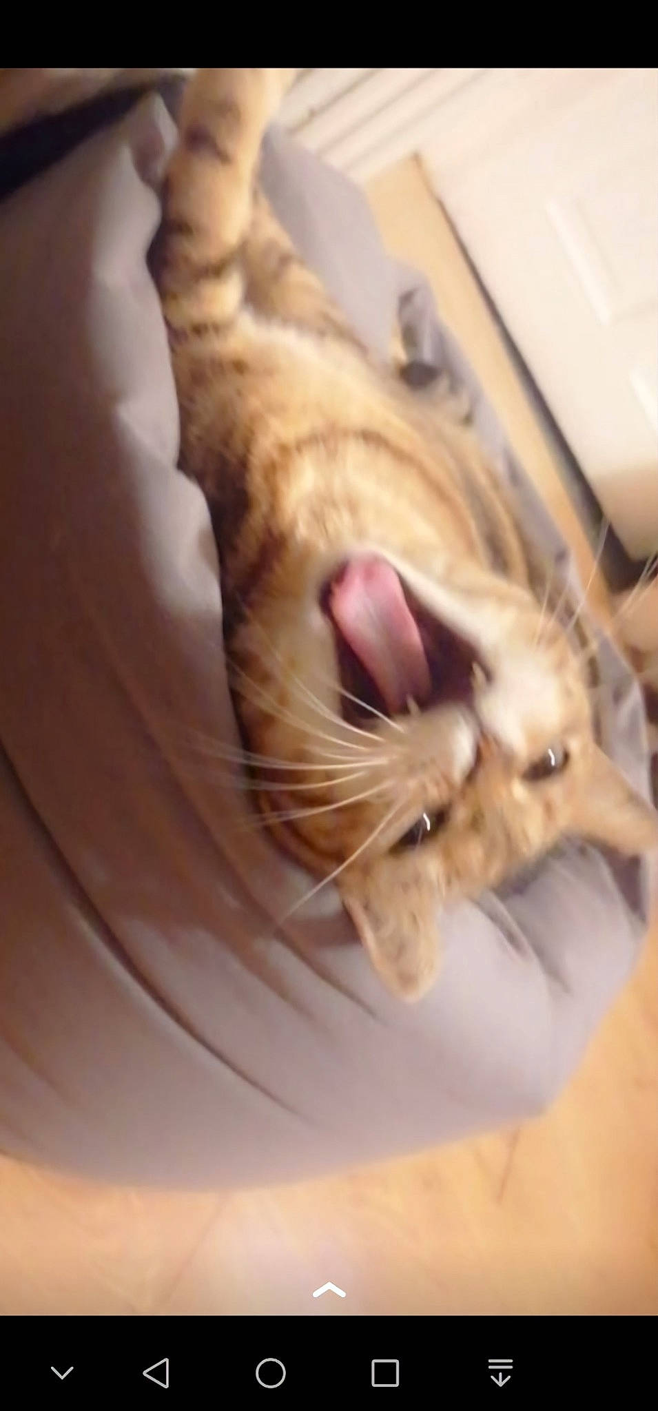 Paris participe au concours pour gagner de l'argent avec cette photo : bed, carnivore, cat, claw, comfort, companion_dog, dog_breed, domestic_short_haired_cat, ear, eye, fawn, felidae, fur, gesture, paw, small_to_medium_sized_cats, snout, tail, whiskers, wood