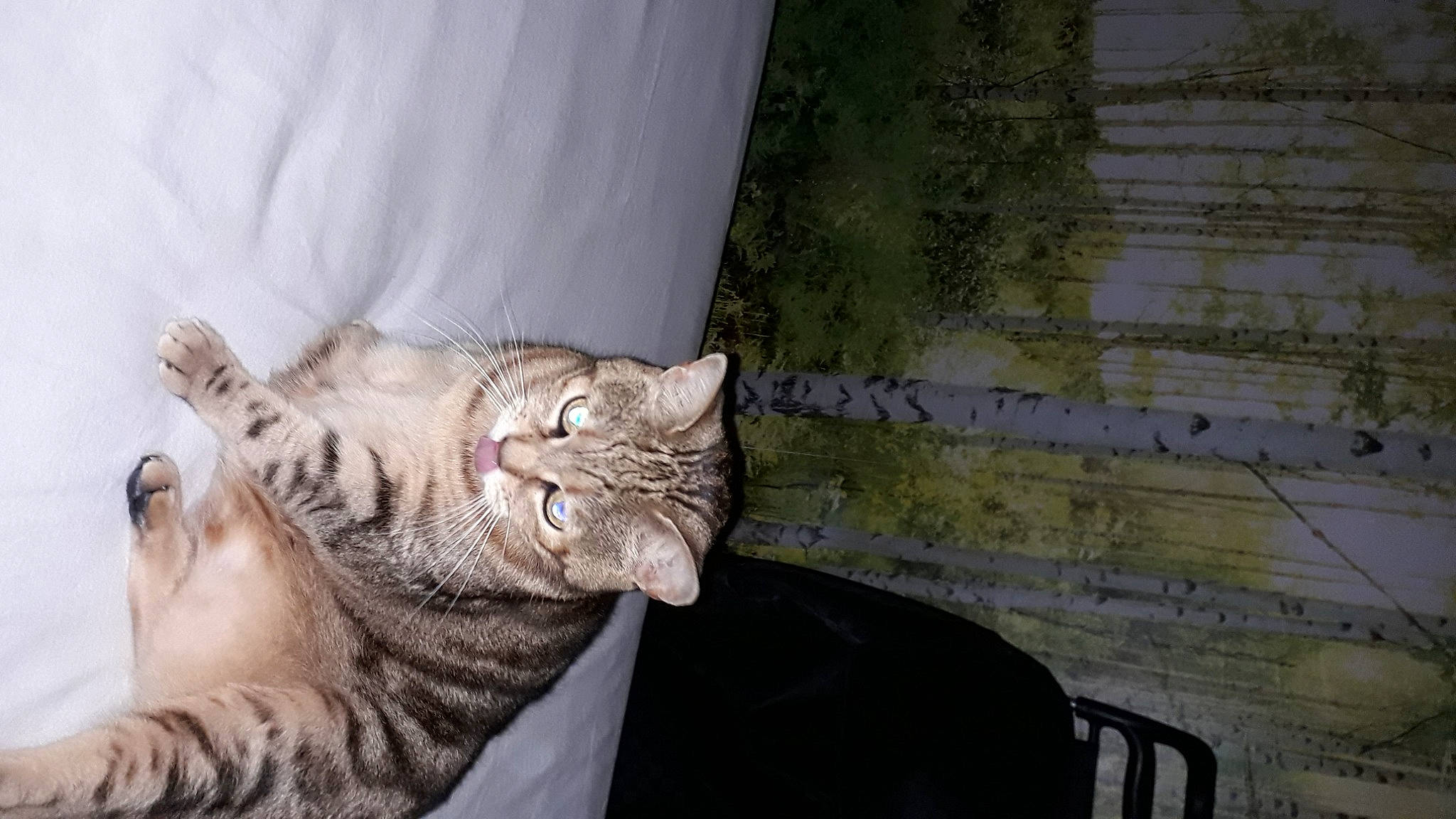 Paris a rejoint le concours — aidez-le/la à gagner de superbes lots ! carnivore, cat, claw, comfort, domestic_short_haired_cat, fawn, felidae, fur, paw, sitting, small_to_medium_sized_cats, snout, tail, terrestrial_animal, whiskers, wildlife, window, wood, wrinkle