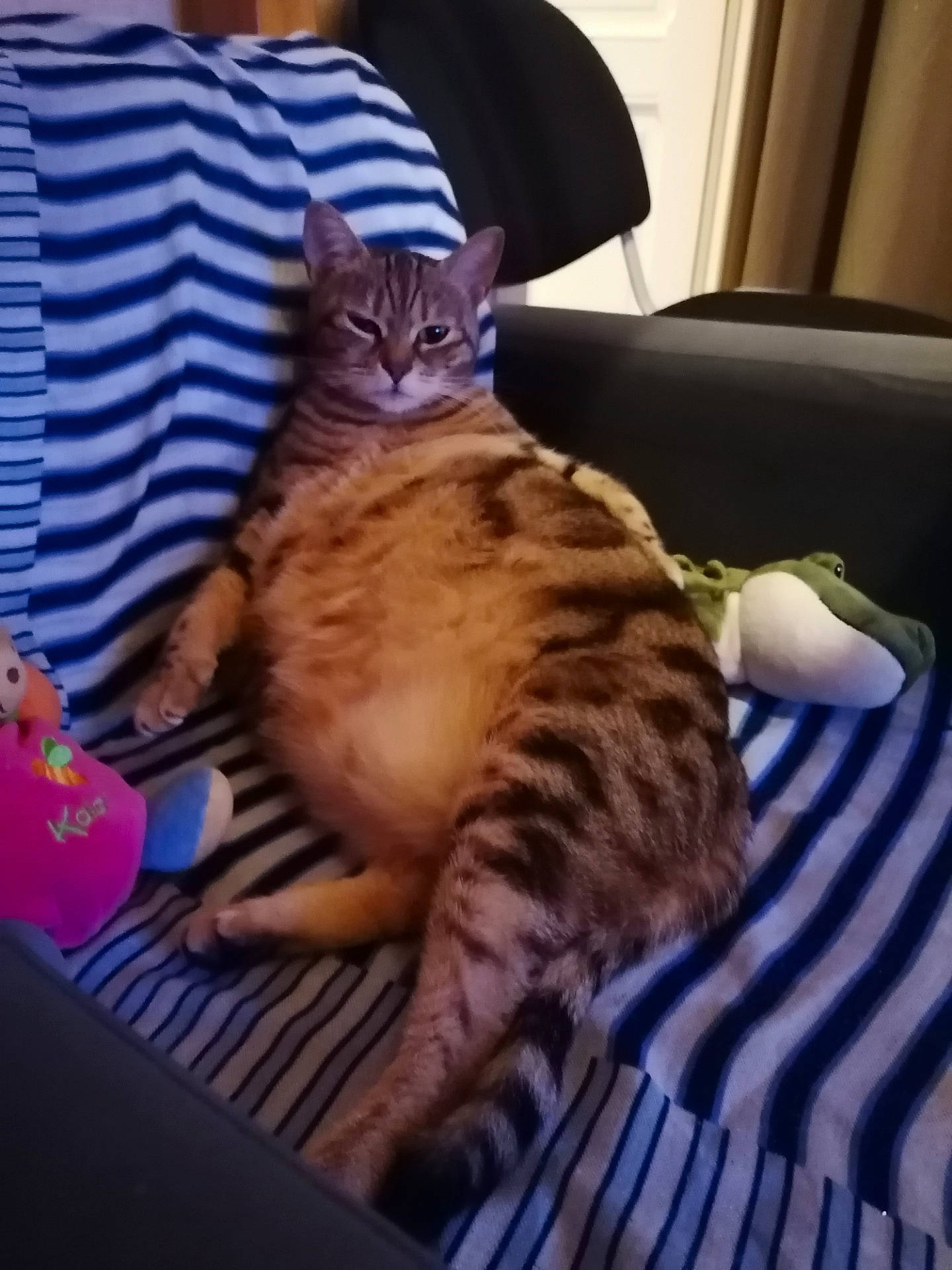 Paris a rejoint le concours — aidez-le/la à gagner de superbes lots ! carnivore, cat, claw, comfort, couch, curtain, domestic_short_haired_cat, fawn, felidae, fur, lap, nap, paw, sitting, small_to_medium_sized_cats, tail, whiskers