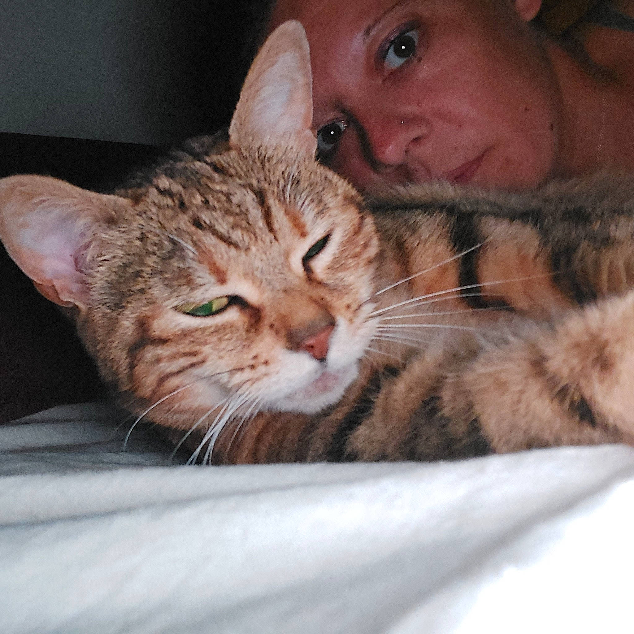 Paris a rejoint le concours — aidez-le/la à gagner de superbes lots ! carnivore, cat, claw, comfort, domestic_short_haired_cat, ear, eye, fawn, felidae, fur, hat, iris, nose, paw, photography, sitting, small_to_medium_sized_cats, snout, sun_hat, whiskers