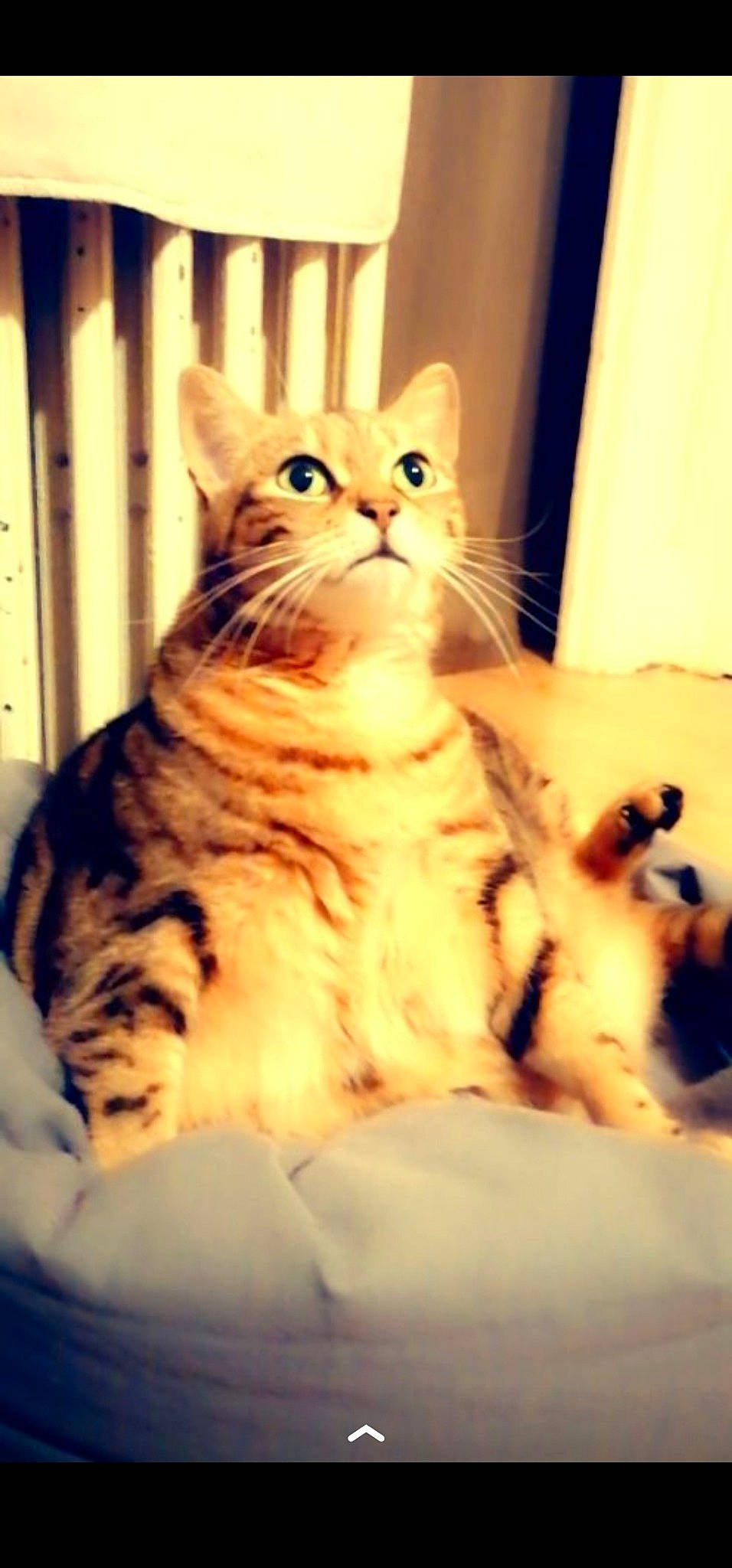 Paris participe au concours pour gagner de l'argent avec cette photo : carnivore, cat, claw, comfort, domestic_short_haired_cat, door, eye, fawn, felidae, fur, paw, sitting, small_to_medium_sized_cats, snout, tail, terrestrial_animal, whiskers, window, wood