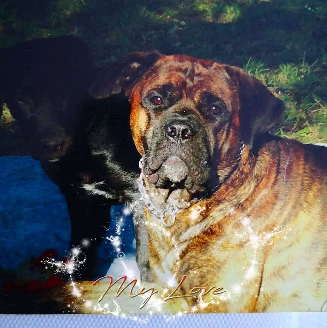 Tyson participe au concours pour gagner de l'argent avec cette photo : ancient_dog_breeds, art, canidae, carnivore, companion_dog, dog, dog_breed, fawn, giant_dog_breed, grass, guard_dog, molosser, paint, painting, puppy, snout, sporting_group, visual_arts, working_dog, wrinkle