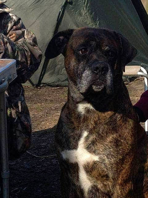 Tyson participe au concours pour gagner de l'argent avec cette photo : borador, canidae, carnivore, companion_dog, dog, dog_breed, fawn, fur, guard_dog, metal, non_sporting_group, sporting_group, terrestrial_animal, whiskers, working_animal, working_dog