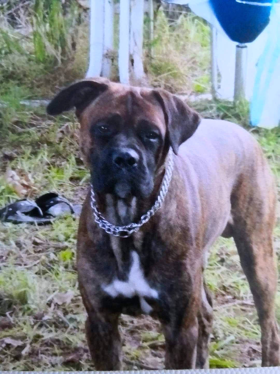 Tyson a rejoint le concours — aidez-le/la à gagner de superbes lots ! ancient_dog_breeds, boxer, carnivore, collar, companion_dog, dog, dog_breed, dog_collar, giant_dog_breed, grass, guard_dog, liver, molosser, plant, whiskers, window, wine_glass, working_animal, working_dog, wrinkle