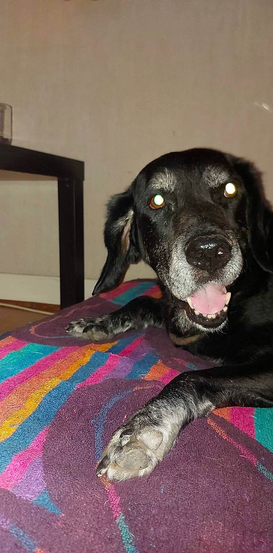 Cacahuète a rejoint le concours — aidez-le/la à gagner de superbes lots ! borador, canidae, carnivore, carpet, comfort, companion_dog, dog, dog_breed, dog_supply, fawn, flooring, fur, linens, picture_frame, snout, sporting_group, tail, television, whiskers, working_animal