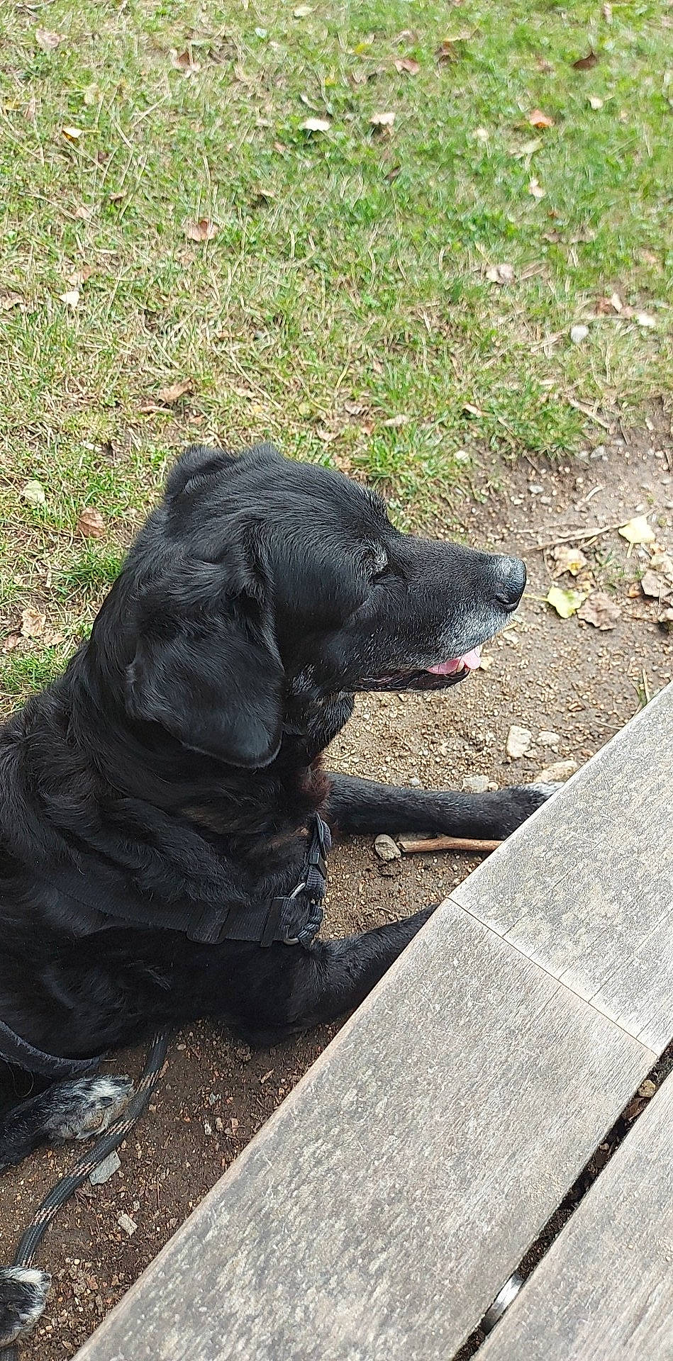 Cacahuète a rejoint le concours — aidez-le/la à gagner de superbes lots ! borador, canidae, carnivore, companion_dog, dog, dog_breed, dog_collar, fur, grass, gun_dog, hunting_dog, retriever, road_surface, snout, sporting_group, tail, terrestrial_animal, working_animal