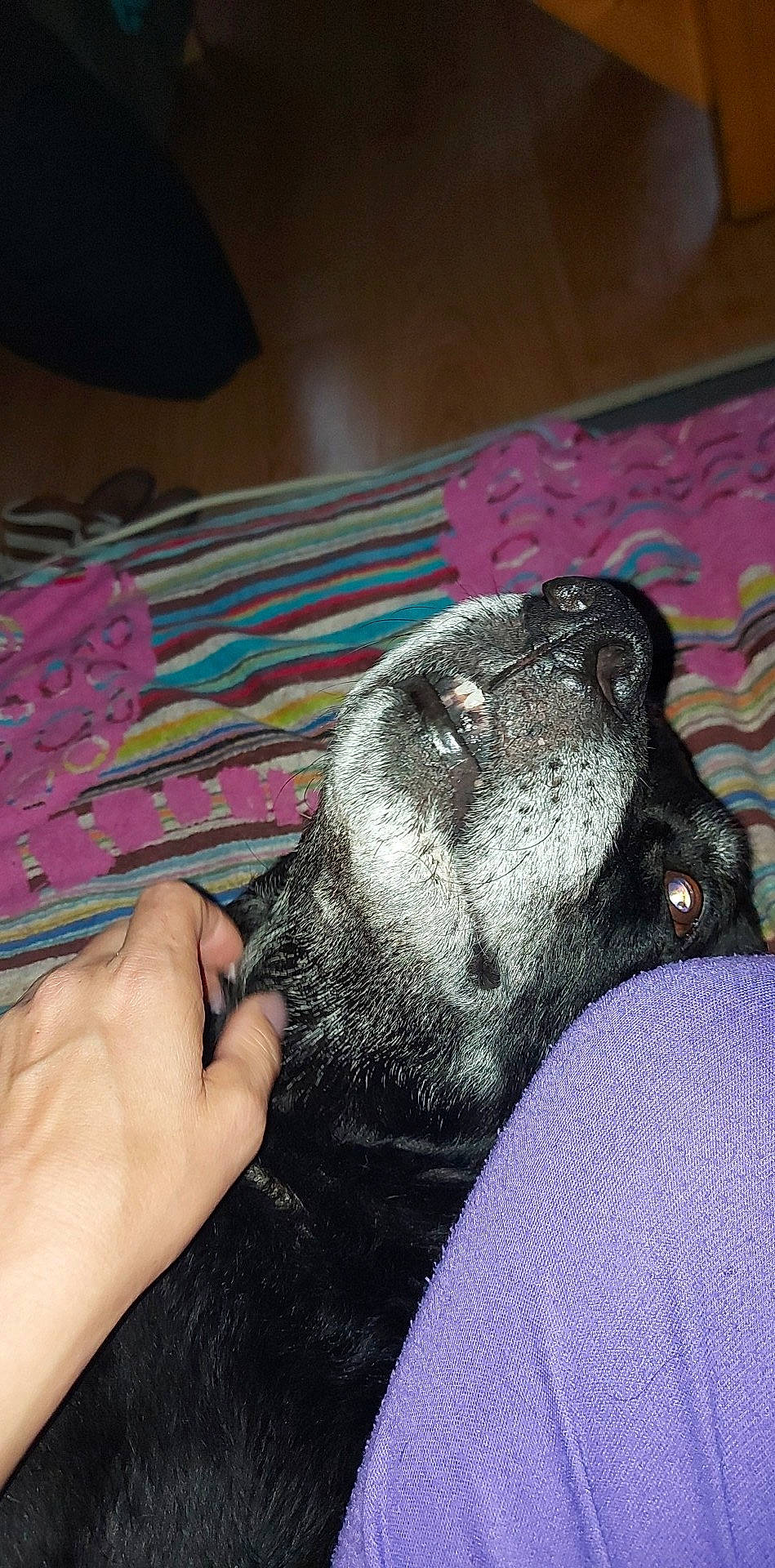 Cacahuète participe au concours pour gagner de l'argent avec cette photo : canidae, carnivore, comfort, companion_dog, dog, dog_breed, foot, fur, mat, nail, non_sporting_group, snout, sporting_group, terrestrial_animal, whiskers, working_animal