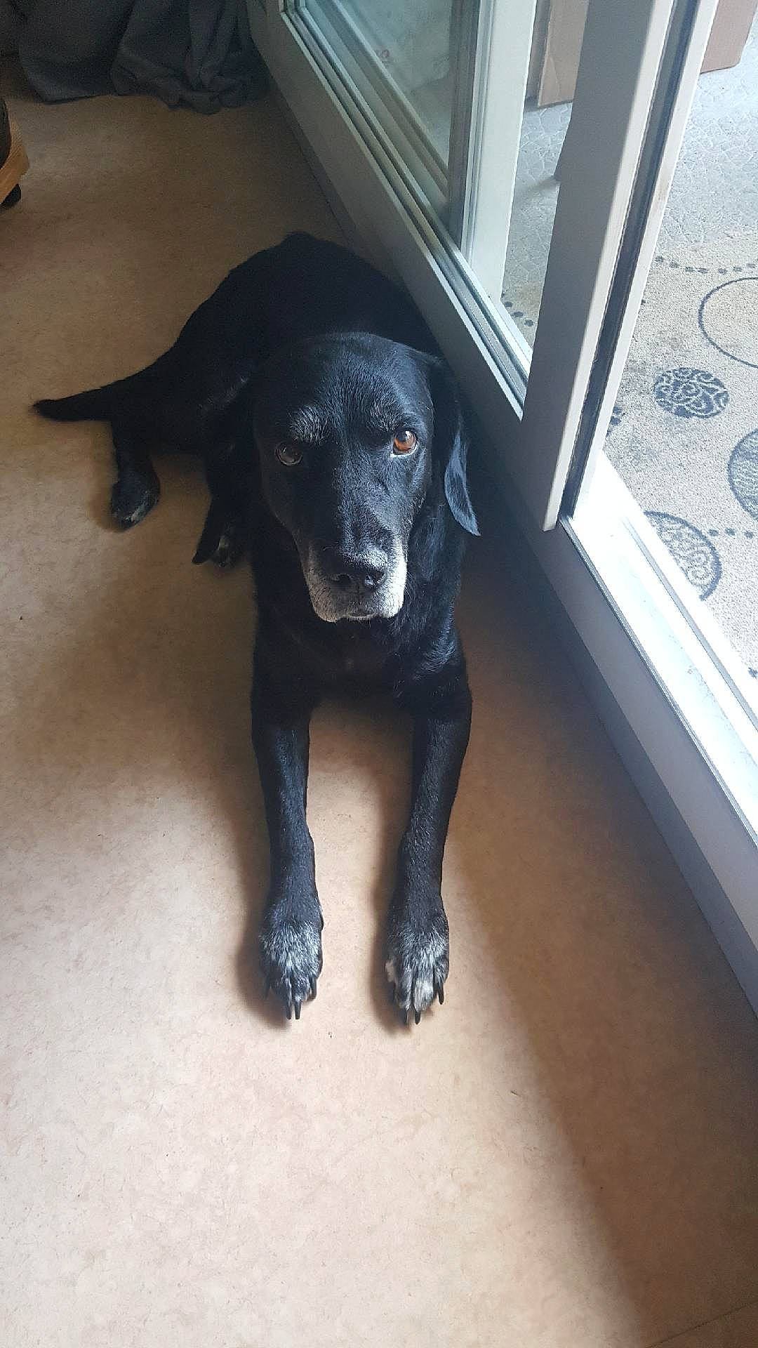 Cacahuète participe au concours pour gagner de l'argent avec cette photo : borador, canidae, carnivore, companion_dog, dog, dog_breed, flooring, fur, liver, snout, sporting_group, tail, terrestrial_animal, working_animal