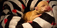 Chanel is registered to the contest to win money with this photo: puppy, newborn, sleeping, blanket, striped_blanket, heart_pattern, cozy, cute, animal, pet, fur, paw, resting, soft_texture, closeup, warm, comfort, snuggled, bedroom, indoors