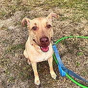 Chanel joined the competition — help win amazing prizes! dog, tan_dog, leash, collar, grass, outdoor, pet, canine, smiling_dog, happy_dog, sitting, ears_up, brown_eyes, animal, friendly, playful, summer, nature, domestic_animal, cute