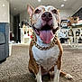 dog, indoor, carpet, living_room, chain, tongue_out, pet, happy, brown_and_white, canine, sitting, furniture, table, chair, box, light, smiling, household, domestic_animal, close_up