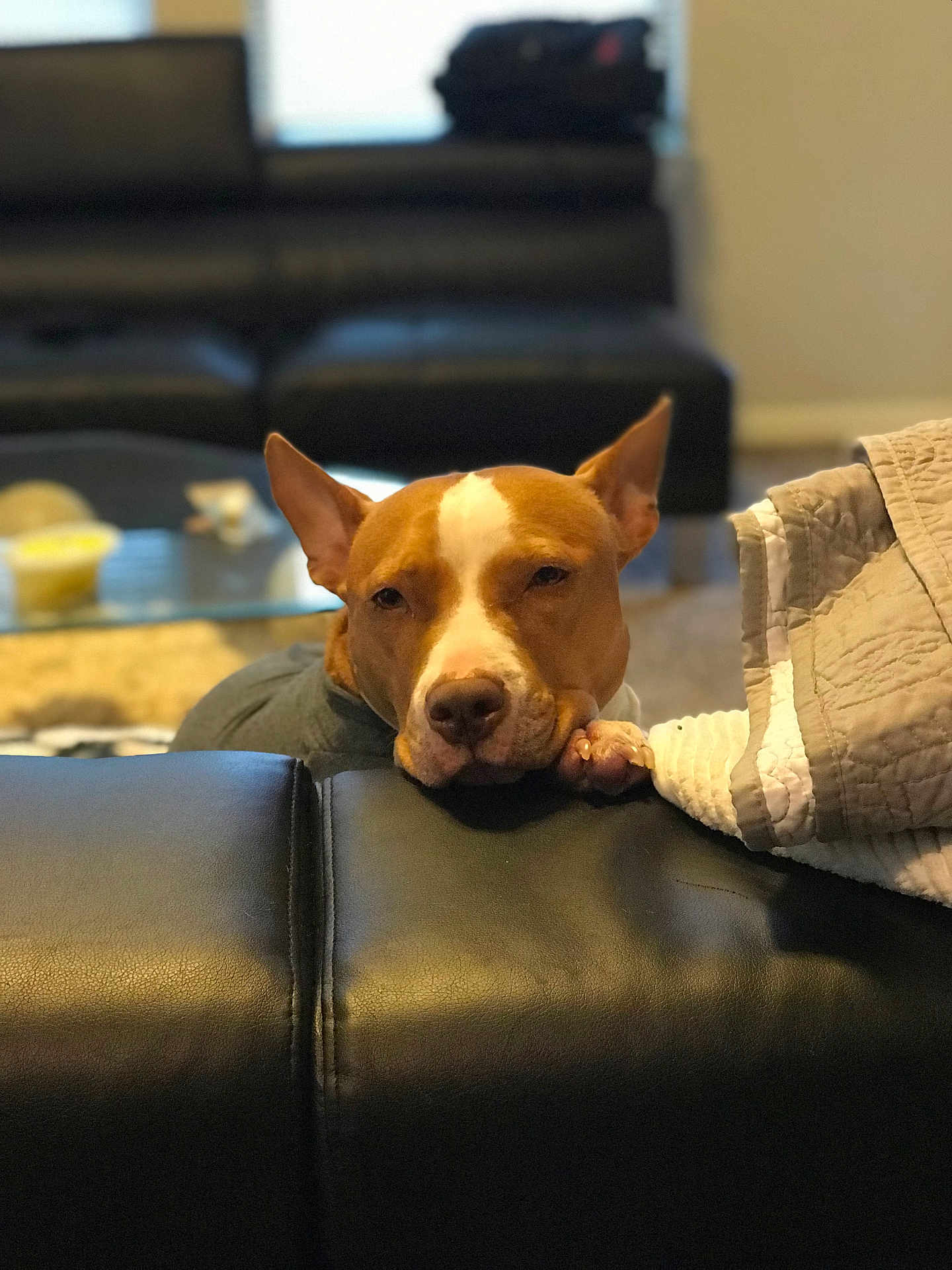 Allie is registered to the contest to win money with this photo: dog, resting, brown_and_white_dog, leather, couch, quilt, living_room, indoor, pet, canine, relaxed, sleepy, furniture, home, background_blur, comfort, animal, ears, face, paw