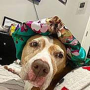 Allie is registered to the contest to win money with this photo: dog, bed, blanket, bonnet, floral_pattern, brown_and_white, face, pet, indoors, cozy, fur, resting, animal, cute, portrait, room, television, picture_frame, fabric, comfort