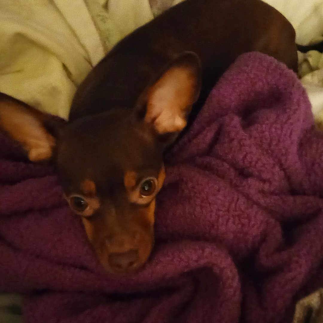 Lola joined the competition — help win amazing prizes! animal, bed, blanket, brown_dog, comfort, cozy, cute, dog, domestic, ears, fur, indoor, looking_up, pet, purple_blanket, resting, sleepy, small_dog, snuggled, warm