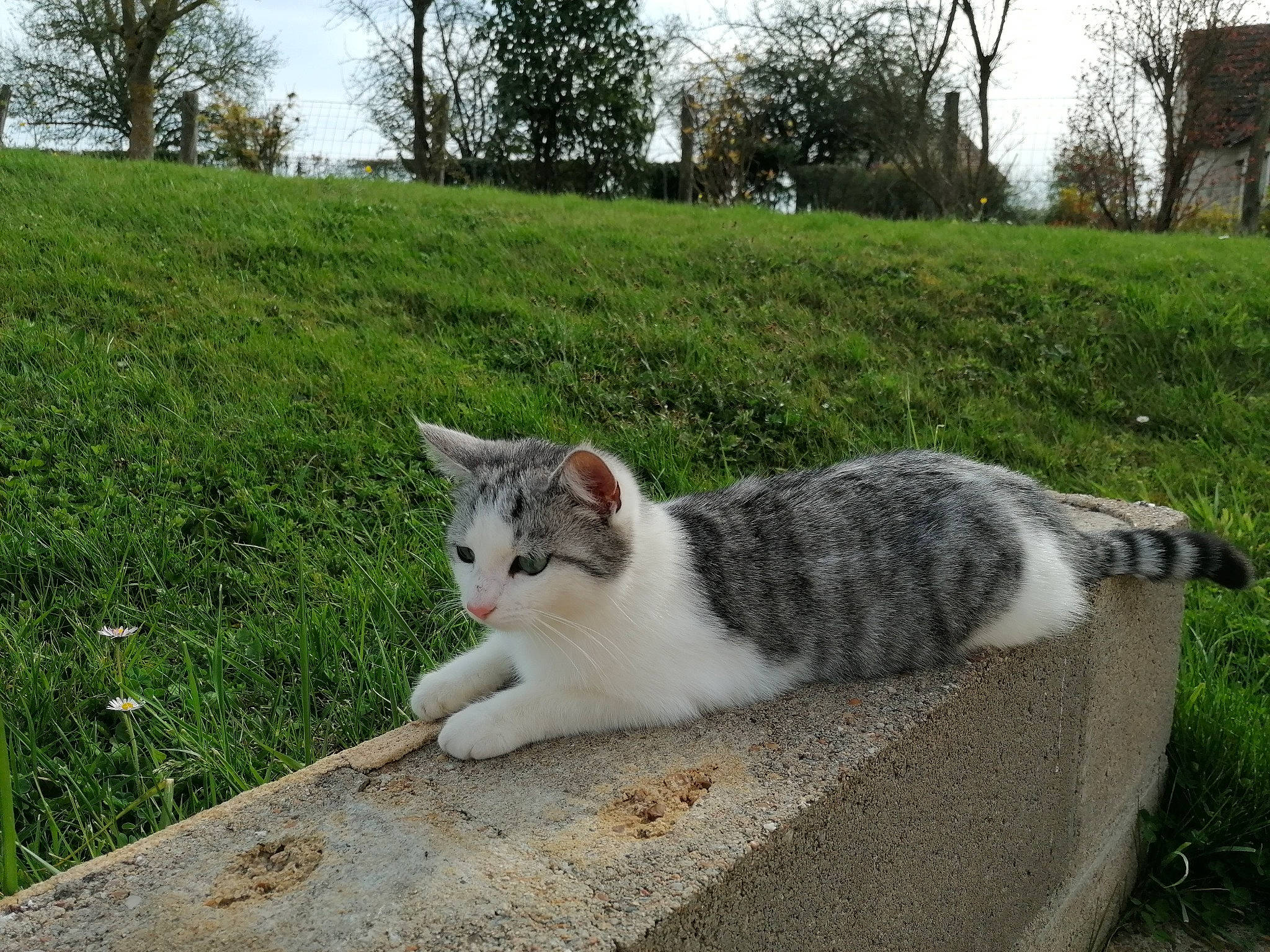 Neka Et Suki a rejoint le concours — aidez-le/la à gagner de superbes lots ! art, asphalt, carnivore, cat, domestic_short_haired_cat, felidae, fur, grass, groundcover, lawn, paw, plant, road_surface, sitting, sky, small_to_medium_sized_cats, snout, tail, tree, whiskers