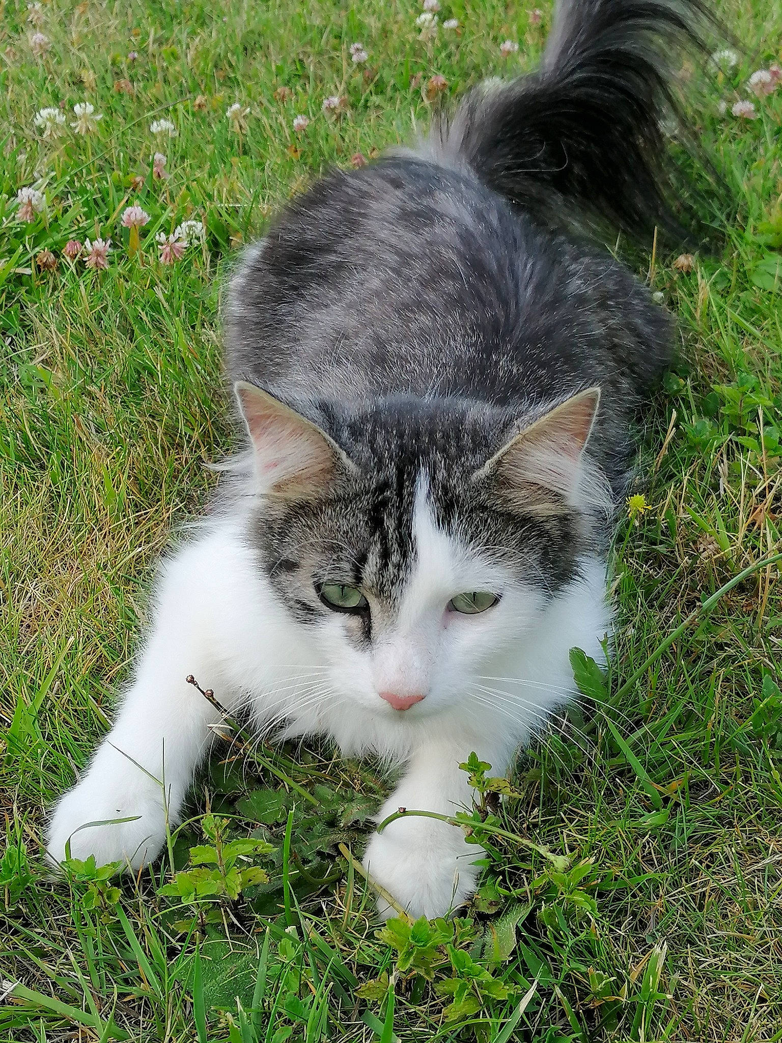 Neka Et Suki participe au concours pour gagner de l'argent avec cette photo : carnivore, cat, domestic_short_haired_cat, felidae, fur, grass, groundcover, herb, herbaceous_plant, lawn, paw, plant, small_to_medium_sized_cats, snout, tail, terrestrial_animal, tree, whiskers