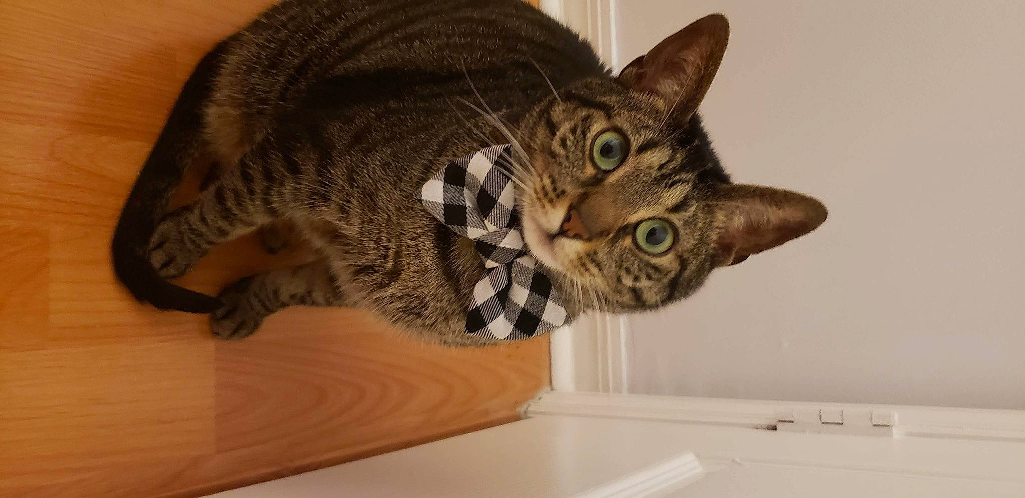 Ninja is registered to the contest to win money with this photo: carnivore, cat, cat_supply, domestic_short_haired_cat, eye, felidae, flooring, fur, hardwood, small_to_medium_sized_cats, snout, tail, terrestrial_animal, whiskers, wood