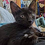 animal, bedroom, black_cat, blanket, clothing, cozy, cute, domestic, ears, eyes, fur, home, indoor, kitten, legs, person, pet, relaxing, resting, whiskers