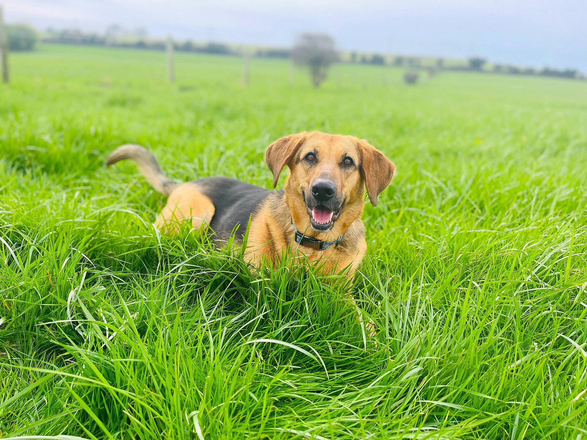 Daphne joined the competition — help win amazing prizes! ball, carnivore, companion_dog, dog, dog_breed, fawn, grass, grass_family, grassland, gun_dog, lawn, meadow, pasture, people_in_nature, plant, prairie, sky, snout, sporting_group, tree