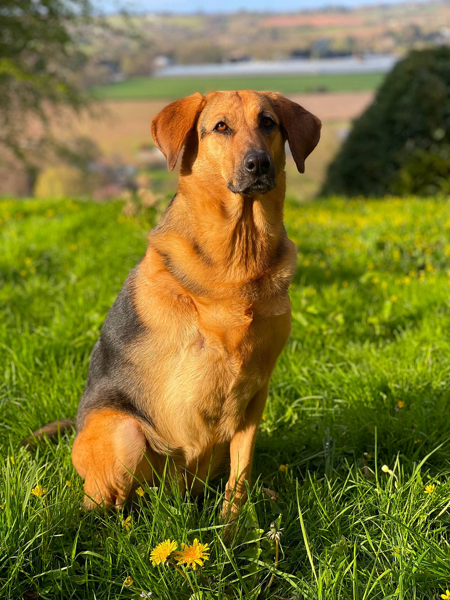 Daphne is registered to the contest to win money with this photo: canidae, carnivore, companion_dog, dog, dog_breed, fawn, grass, grassland, groundcover, landscape, plant, prairie, sky, snout, sporting_group, terrestrial_animal, tree, whiskers, working_animal, working_dog