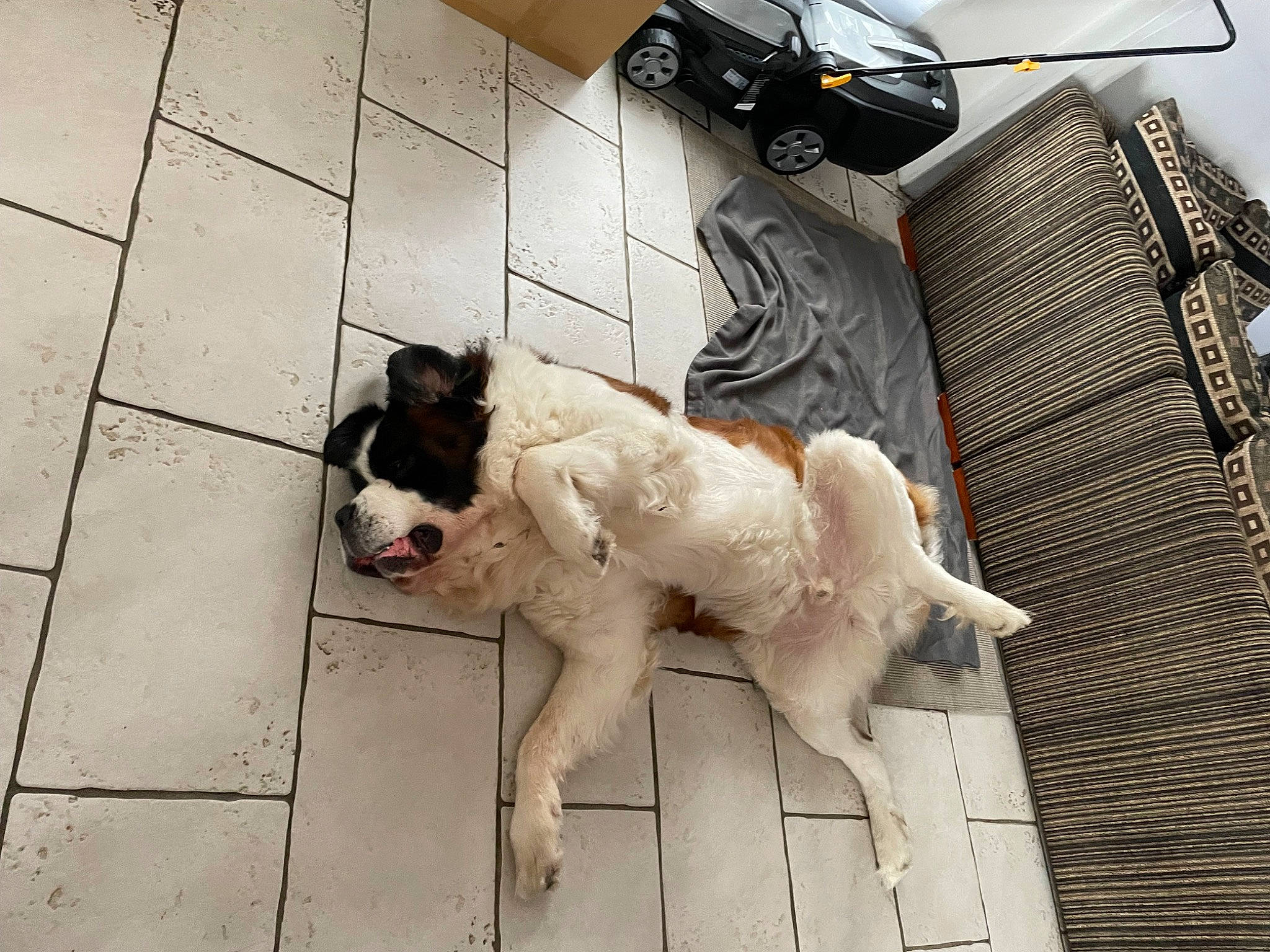 Rosco a rejoint le concours — aidez-le/la à gagner de superbes lots ! automotive_lighting, canidae, carnivore, companion_dog, dog, dog_breed, fawn, flooring, fur, hood, personal_luxury_car, road_surface, sidewalk, snout, sporting_group, tail, tire, vehicle, wheel, working_animal