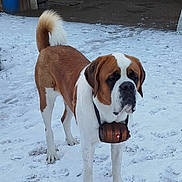 Voyou a rejoint le concours — aidez-le/la à gagner de superbes lots ! dog, saint_bernard, snow, barrel, outdoor, animal, pet, winter, canine, fur, tail, paws, standing, brown, white, rescue, collar, background, brick_wall, trash_bins